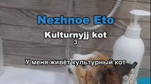 Караоке - У меня живет культурный кот - Нежное ЭТО