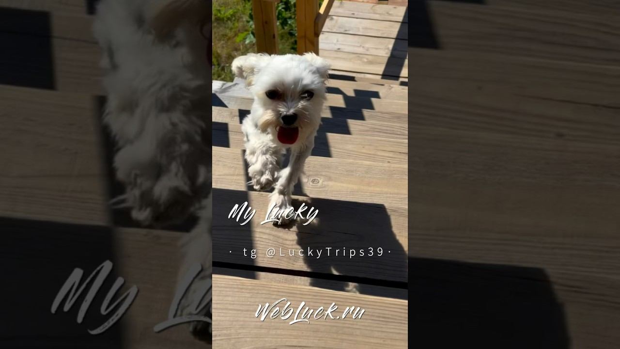 #whitedog #yorkshire #dog #funnydog #puppy #terrier больше видео https://t.me/luckyTrips39 смотреть онлайн