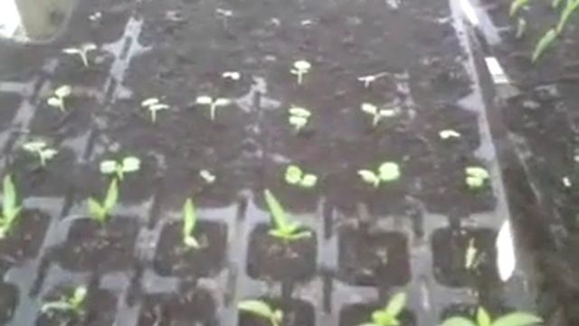 Ревизия парник смотреть онлайн