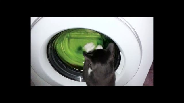 Шок!!! Кот перестирал все вещи. Fanny Smail. смотреть онлайн