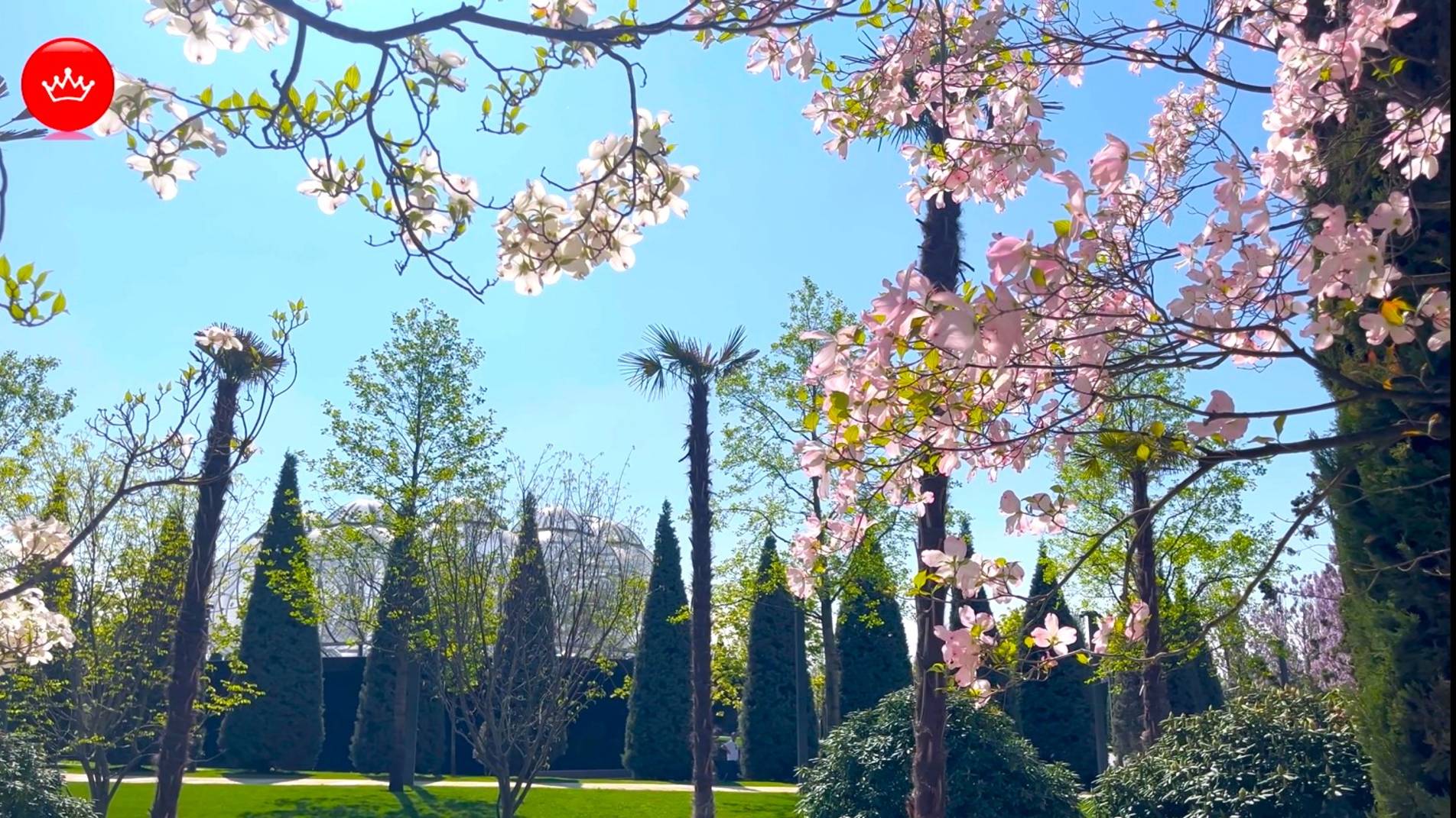 😎2025 В Парке Галицкого Адамово дерево во всей красе. смотреть онлайн