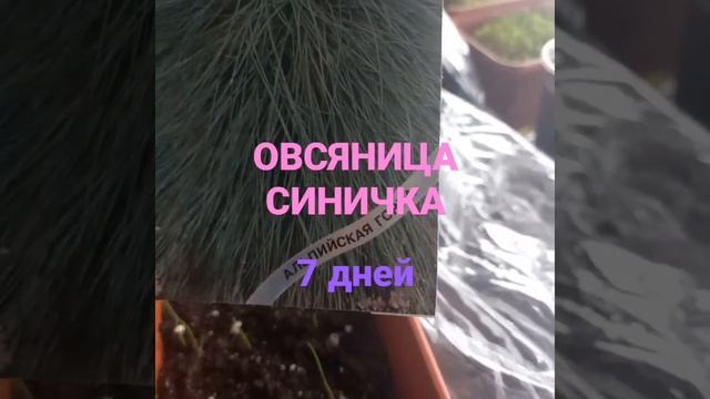 ОВСЯНИЦА СИЗАЯ смотреть онлайн