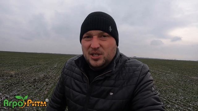 ❗МИШІ НИЩАТЬ ПШЕНИЦЮ❗ ЯК ЗНАЙТИ? ЯК ЗНЕШКОДИТИ ТА КОЛИ? смотреть онлайн