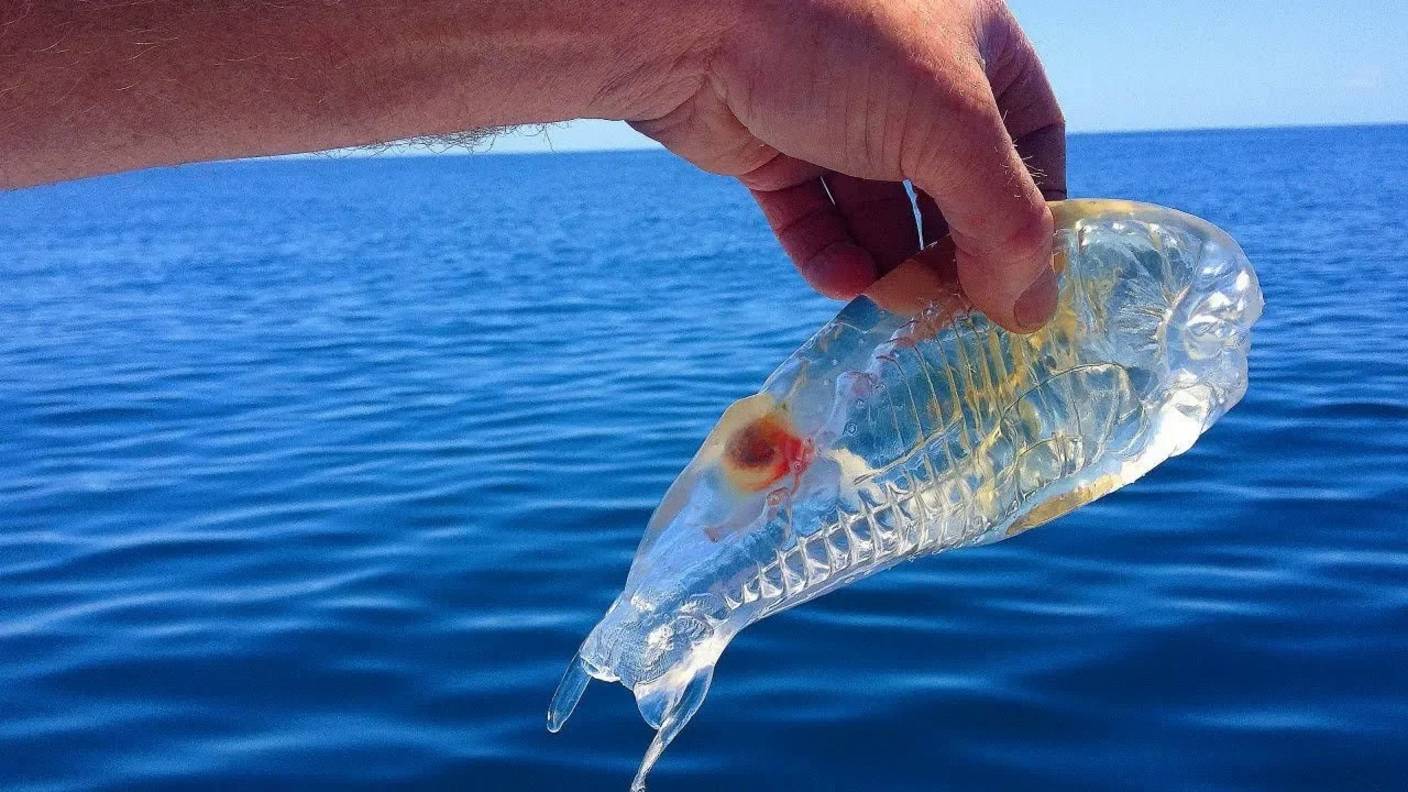 Они точно не с нашей планеты! Удивительные прозрачные животные смотреть онлайн