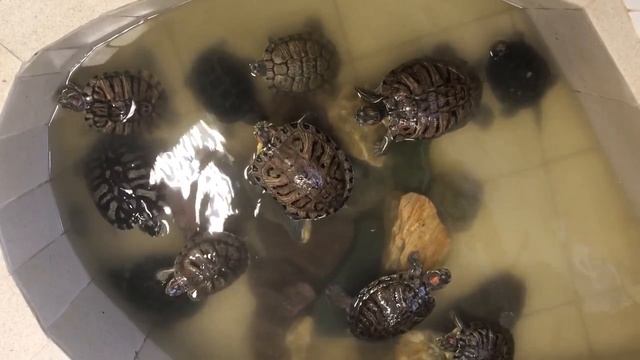 ЧЕРЕПАХИ смотреть онлайн