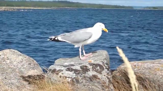 Дамба. Большая Муксалма смотреть онлайн