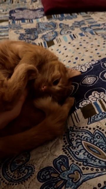 Настроения нет 🐱