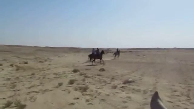 КОННЫЕ ПРОГУЛКИ В ХУРГАДЕ смотреть онлайн