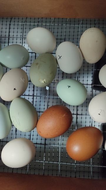 Пришло время вылупления цыплят)) Перепёлки растут, нас радуют! смотреть онлайн