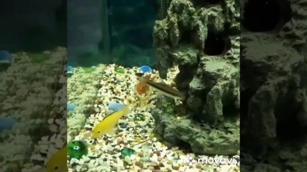 Цихлиды отложили икру в общем аквариуме
