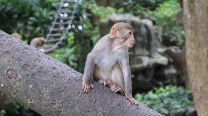 Китай, Дадунхай Санья, Хайнань, отель Pearl River Garden Hotel с 12 06 2024 по 19 06 2024