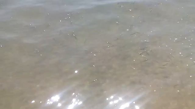 Рыбка Родем Кирилловка смотреть онлайн