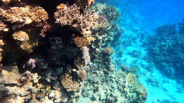 SNORKELING/ Sultan Gardens Resort/ОЧЕНЬ КРАСИВЫЙ РИФ 2024 #sharmelsheikh #snorkeling #sultangardens