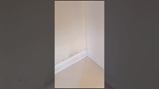 Амиго Ольгинка.