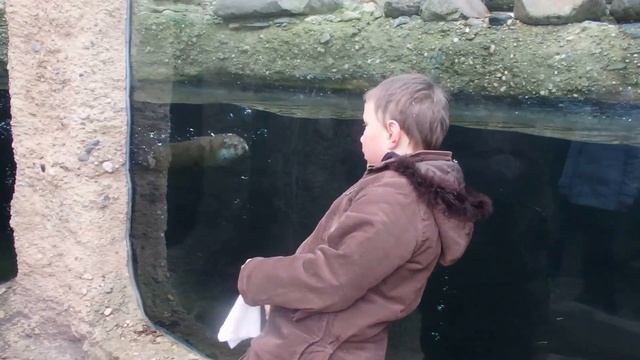 31.12.2015 ZOO Plzeň - vydra říční 3 смотреть онлайн