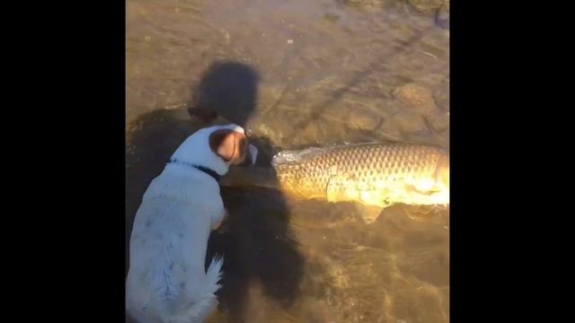 Small mouth bass and carp fishing. #рыбалка #fishing #bigfish #viralshorts #chill #vlog смотреть онлайн