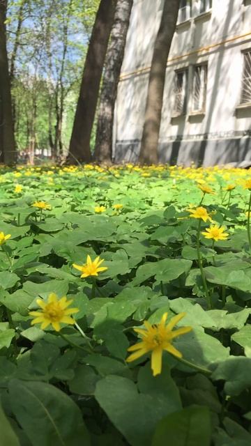 Дворовые цветы смотреть онлайн