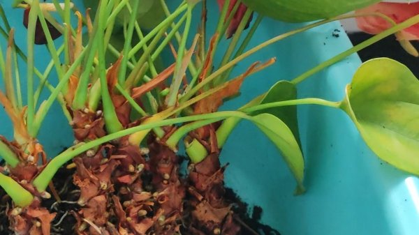 Как омолодить Антуриум? Что делать с голым стволом у Антуриума?