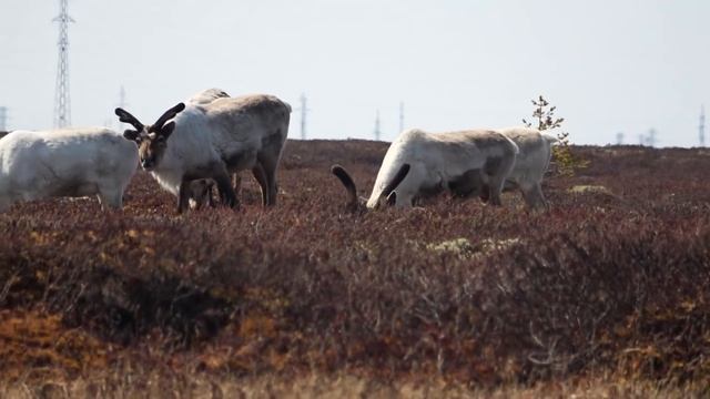 Охота на гуся 2022 смотреть онлайн
