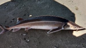 Рыбалка на Дону в апреле.Ловим стерлядь