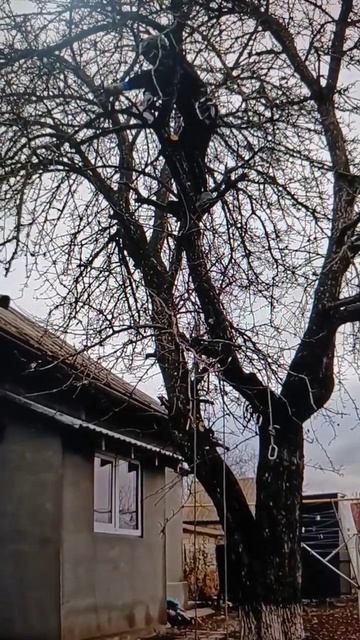 скоро на канале, старая груша между крыший и газовой т? смотреть онлайн