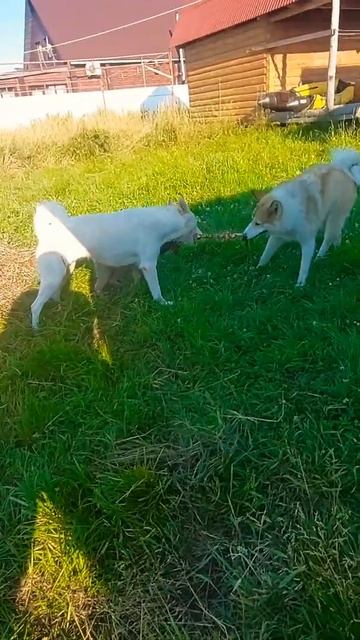 С утра пораньше #Shorts смотреть онлайн