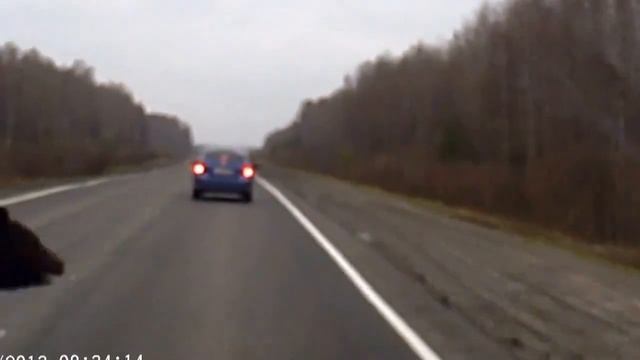 Медведи бессмертны )) смотреть онлайн