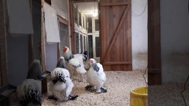 Куры брама светлая.light brahma 2019 смотреть онлайн