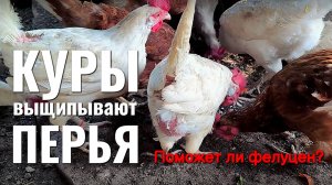 Куры выщипывают перья. Поможет ли фелуцен?
