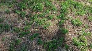 Одинокая огромная пихта растет на опушке, домик гномиков, есть дверца и окошка в ней.  Бицевский лес