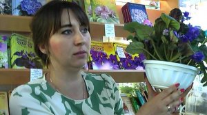 ДФ.Тейлерные фиалки. От теории к практике.