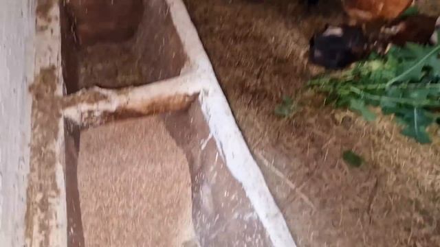 переселил наконец-то смотреть онлайн