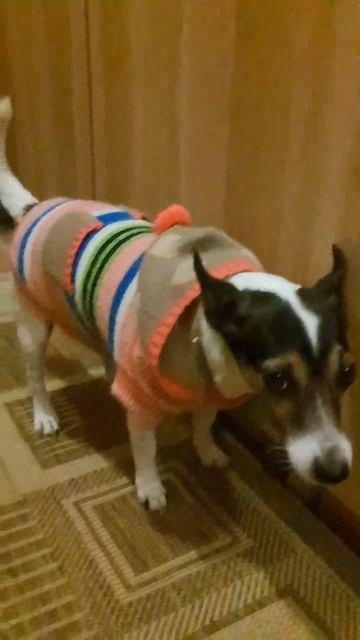 Любимый питомец!