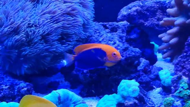 Centropyge acanthops смотреть онлайн