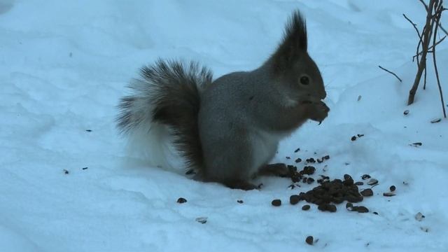 НЕОЖИДАННАЯ ВСТРЕЧА С БЕЛОХВОСТИКОМ смотреть онлайн