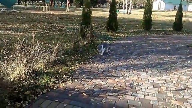 фонтан ЧЕРВОНОЗАВОДСЬКЕ смотреть онлайн