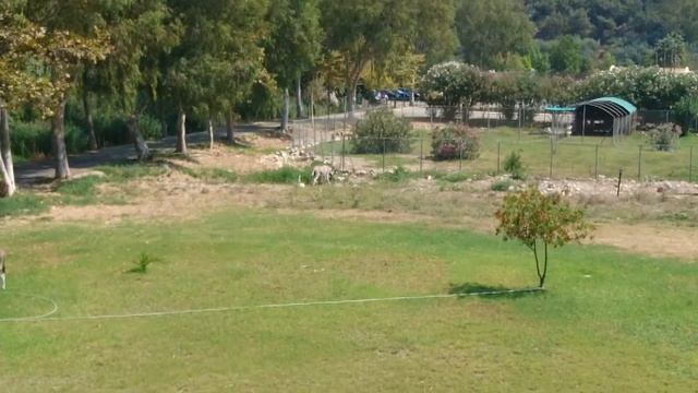 Gelina Village Resort & Spa отель вид из окна смотреть онлайн