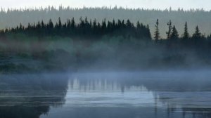 Футаж Лес, река, туман