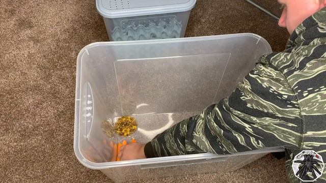#45 M.robustum R.I.P [*], zakładam małą hodowlę karaczanów tureczkich... - ArthropodaPL смотреть онлайн