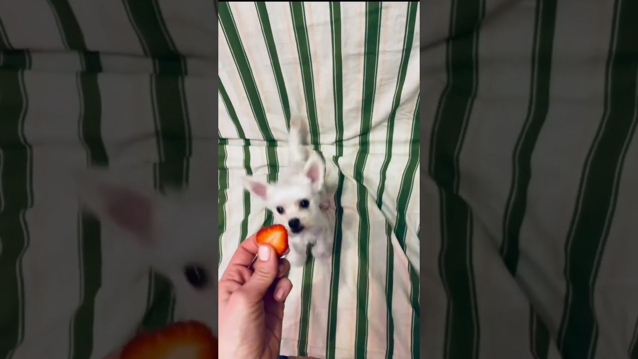 Любитель клубнички смотреть онлайн