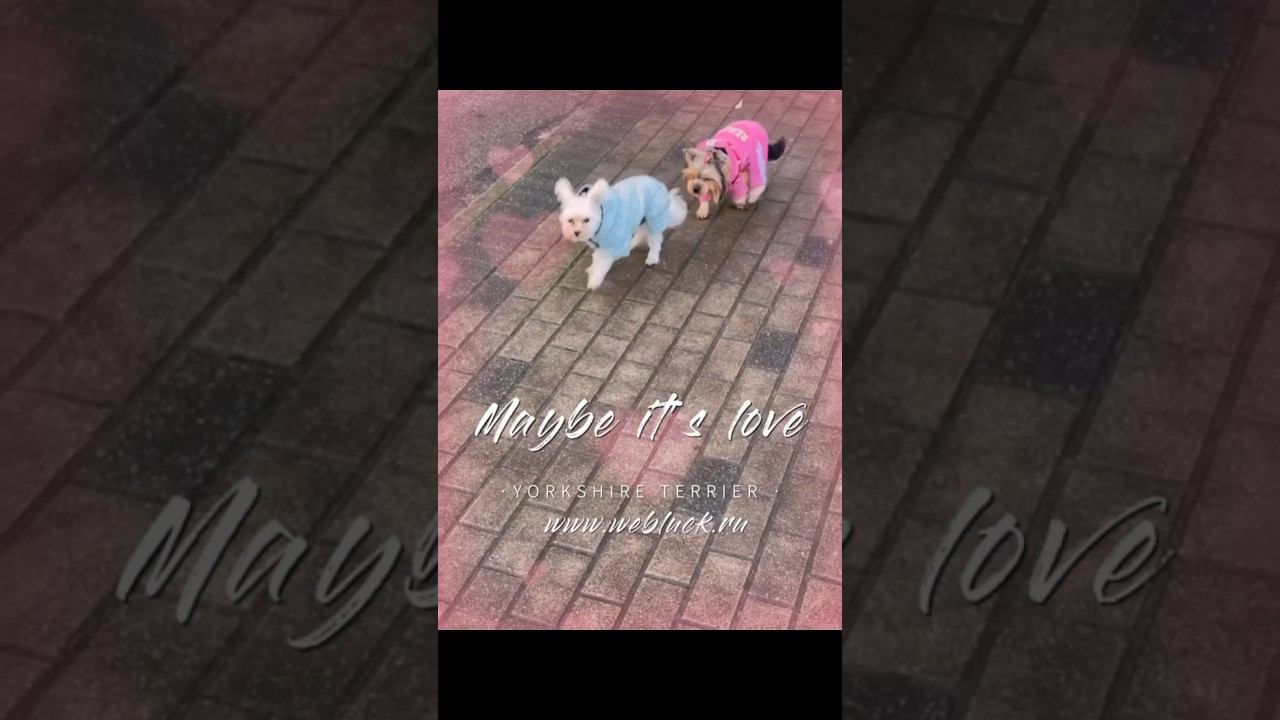 Подпишись https://t.me/luckyTrips39 #белыйЙорк #Yorkie #Yorkshire #GoldDust #whitedog #whiteyork смотреть онлайн