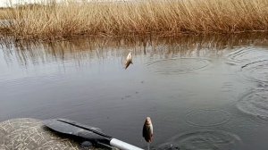 "Жизнь на пенсии".. Быстро собрались и поехали на Ладогу.