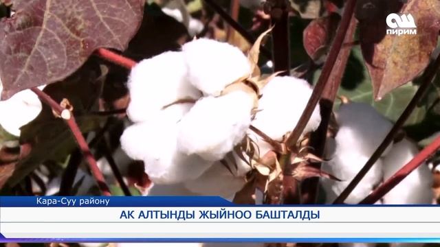 Ак алтынды жыйноо башталды. 13.09.17 смотреть онлайн