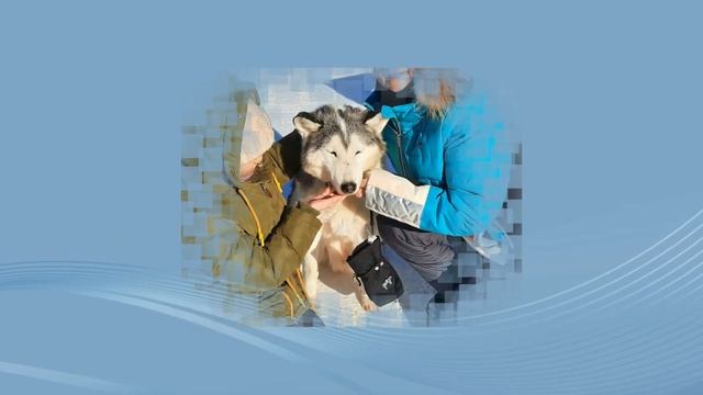 Мы в "Деревне Хаски" смотреть онлайн