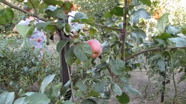 Кущевка 2020 Баба Тамара смотреть онлайн