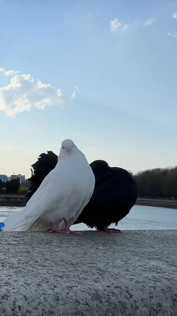 Хомлины🌤️Рыбная Деревня🎣река Преголя💦 #2023 #начили #калининград #прогулки #развлечения смотреть онлайн