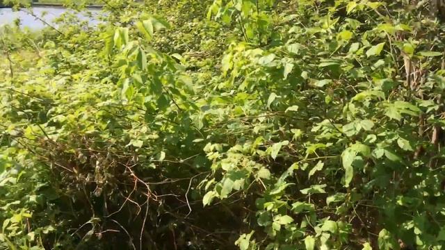 Робинзоны Подмосковья смотреть онлайн