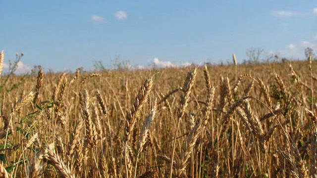 черкасск и его природа!!!.wmv смотреть онлайн