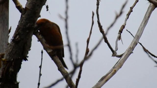Piquituertos (Loxia curvirostra) смотреть онлайн