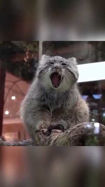 Забавные животные! 😽 😹 🦊 №10 #Shorts